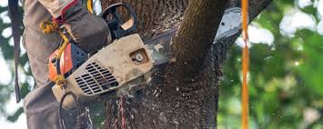 Why Choose Our Tree Removal Services in Blackhawk, SD?