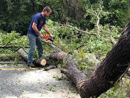 Best Hazardous Tree Removal  in Blackhawk, SD