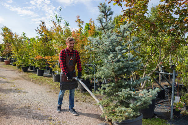 Mulching Services in Blackhawk, SD